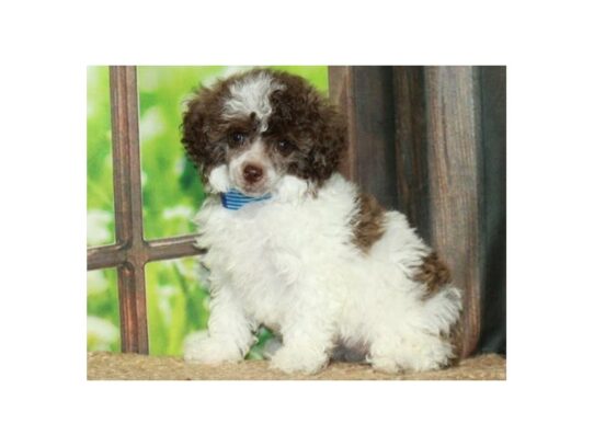 Miniature Poodle-Dog-Female-White & Chocolate-9775-Petland San Antonio, TX