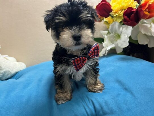 Morkie Dog Male blk & tn 6861 Petland San Antonio, TX