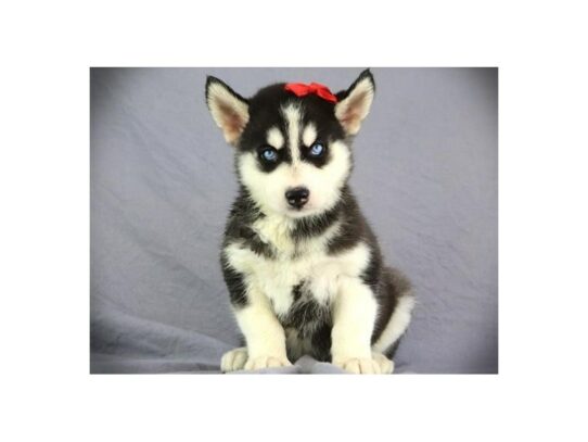 Siberian Husky Dog Female Black & White 9787 Petland San Antonio, TX