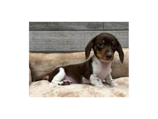 Dachshund-Dog-Male-Chocolate & Tan Piebald-9782-Petland San Antonio, TX