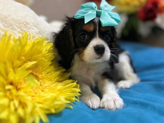 Cavalier King Charles Spaniel Dog Female wh blk & tn 6885 Petland San Antonio, TX