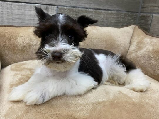 Miniature Schnauzer Dog Male Chocolate & White 9805 Petland San Antonio, TX