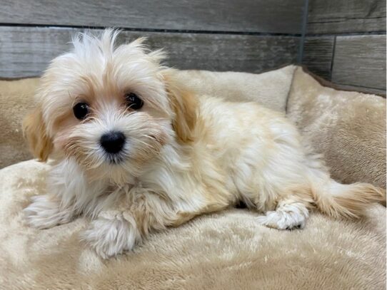 Havanese-Dog-Female-Apricot-9804-Petland San Antonio, TX