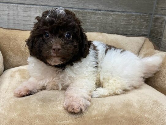 Miniature Poodle-Dog-Male-Chocolate & White-9801-Petland San Antonio, TX