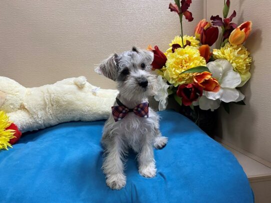 Min Schnauzer Dog Male slt & ppr 6875 Petland San Antonio, TX