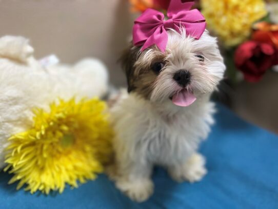 Shih Tzu Dog Female wh & rd fn prti 6897 Petland San Antonio, TX