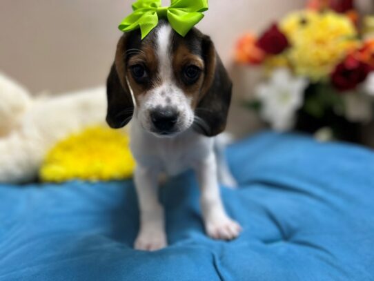 Beagle Dog Female tri 6905 Petland San Antonio, TX