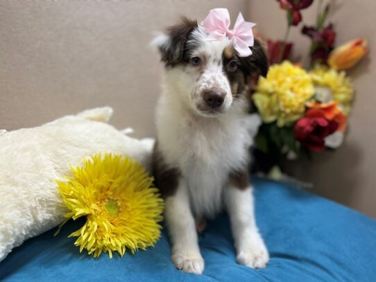 Miniature Australian Shepherd-Dog-Female-rd & wh tn mkgs-6883-Petland San Antonio, TX