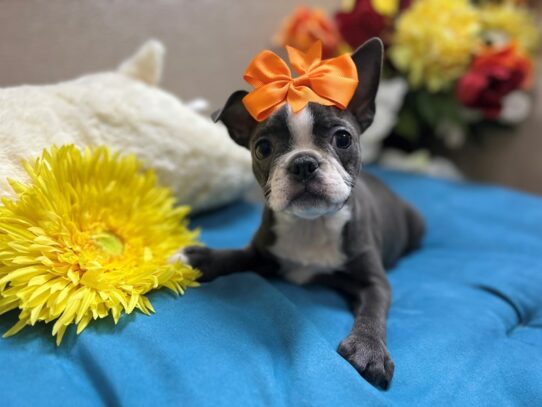 Boston Terrier Dog Female bl 6892 Petland San Antonio, TX