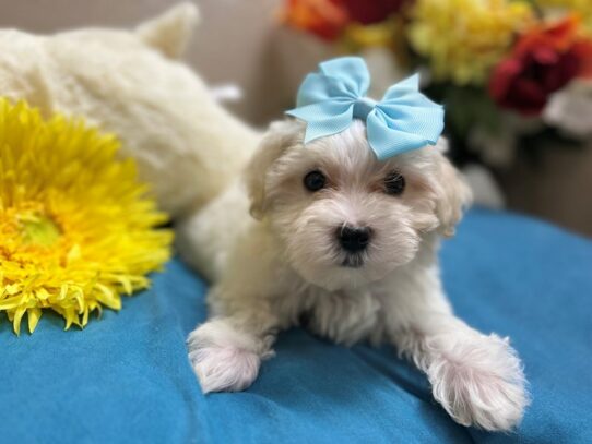 Maltese Dog Female wh 6903 Petland San Antonio, TX