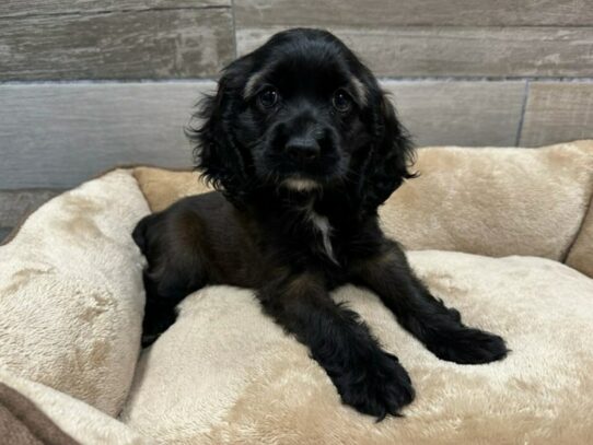 Cocker Spaniel Dog Female Dark Sable 9818 Petland San Antonio, TX