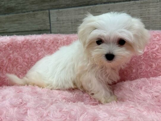 Maltese Dog Female White 9821 Petland San Antonio, TX