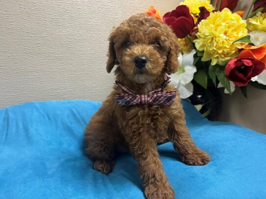 Miniature Poodle Dog Male rd, wh mkgs 6900 Petland San Antonio, TX