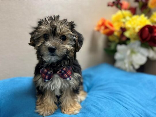 Yorkiepoo Dog Male blk & tn 6893 Petland San Antonio, TX