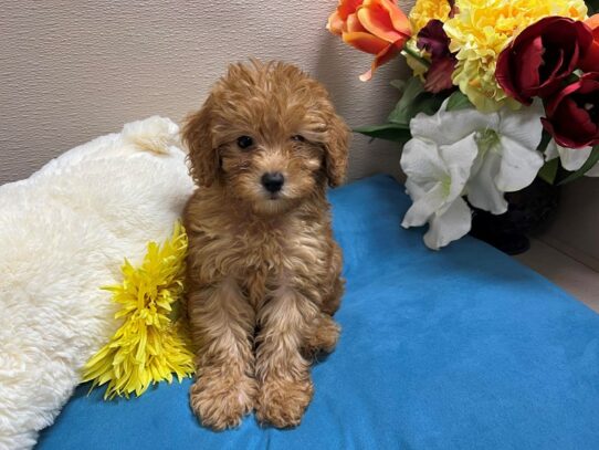 Cavapoo Dog Female rd wh mkgs 6907 Petland San Antonio, TX