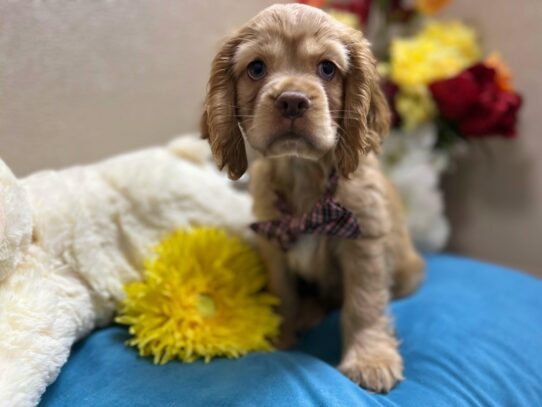 Cocker Spaniel Dog Male rd 6913 Petland San Antonio, TX