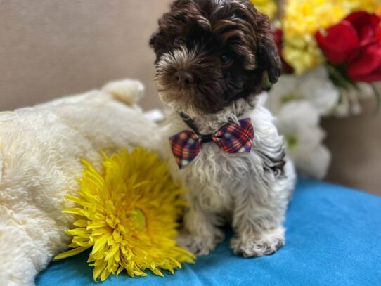 Havanese Dog Male chlt & wh 6914 Petland San Antonio, TX