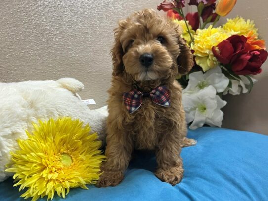 Cockapoo 2nd gen-Dog-Male-apct-6916-Petland San Antonio, TX