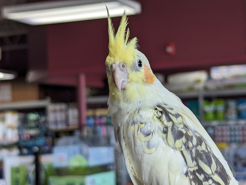 Birds for Sale Petland San Antonio, TX