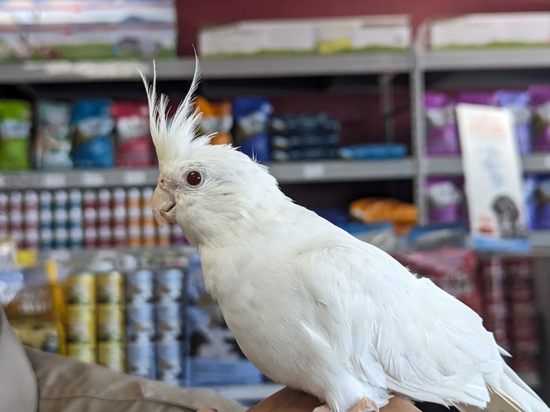 Birds for Sale Petland San Antonio, TX