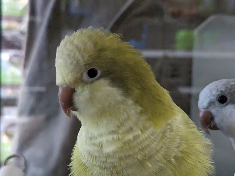Quaker Parrot - Kiwi Image #1