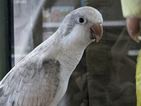 [#Honey Dew] Quaker Parrot Birds for Sale