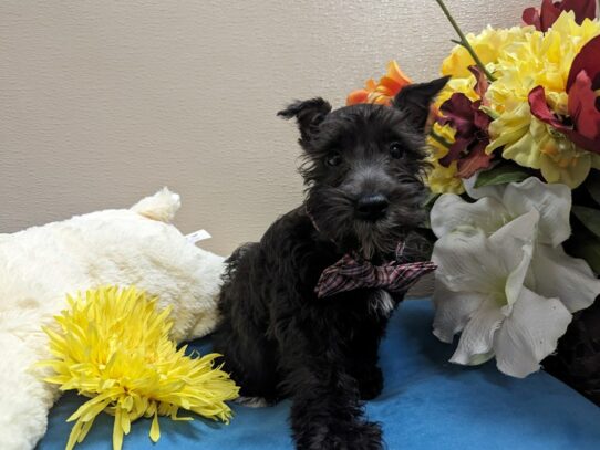 Miniature Schnauzer Dog Male blk, wh mkgs 6922 Petland San Antonio, TX