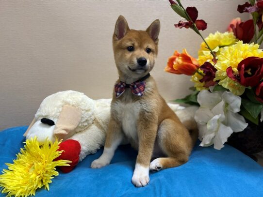 Shiba Inu-Dog-Male-rd sesme-6915-Petland San Antonio, TX