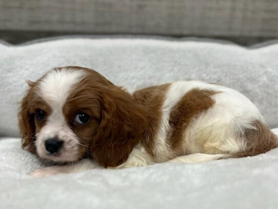 Cavalier King Charles Spaniel Dog Male Blenheim 9839 Petland San Antonio, TX