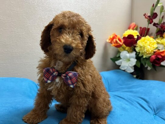 [#6899] rd, wh mkgs Male Miniature Poodle Puppies for Sale