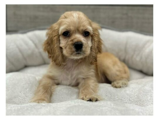 [#9824] Buff Female Cocker Spaniel Puppies for Sale