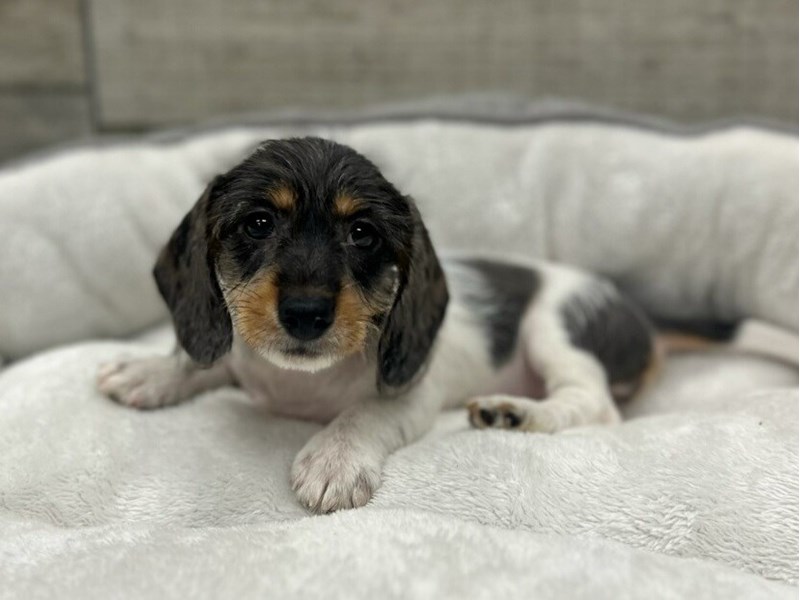 Dachshund - 9825 Image #1