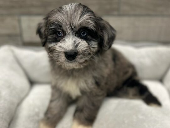 [#9830] Blue Merle & White Male Miniature Aussie Poo Puppies for Sale