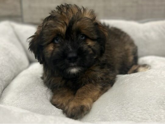 [#9831] Black & Brown Male Miniature Aussie Poo Puppies for Sale