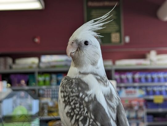 [#Shakira] Cockatiel Birds for Sale