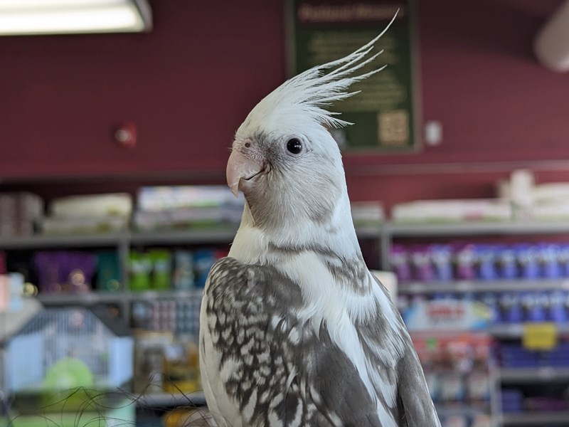 Cockatiel - Shakira Image #1