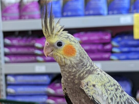[#Maverick] Cockatiel Birds for Sale