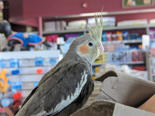 [#Rusty] Cockatiel Birds for Sale