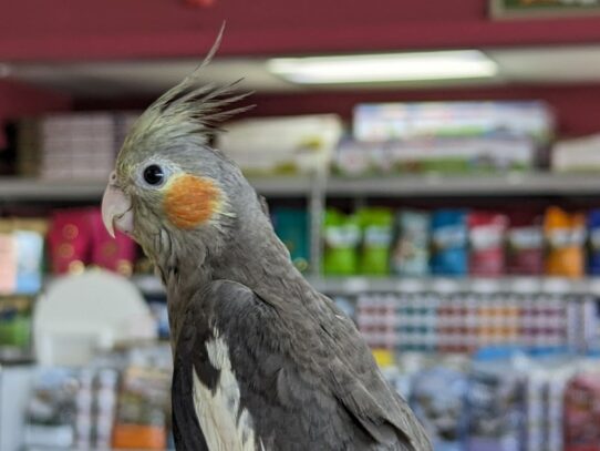 [#Bartholomew] Cockatiel Birds for Sale