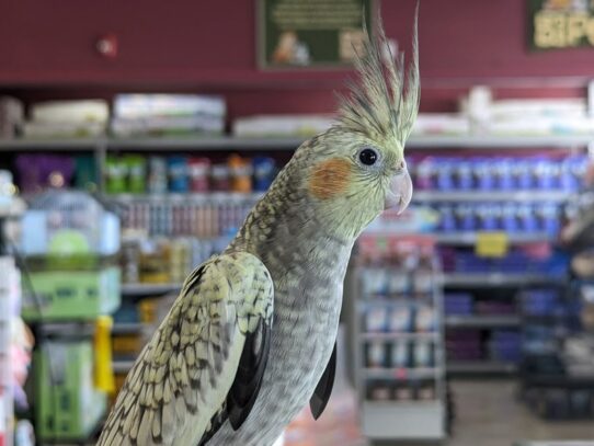 [#Moonie] Cockatiel Birds for Sale