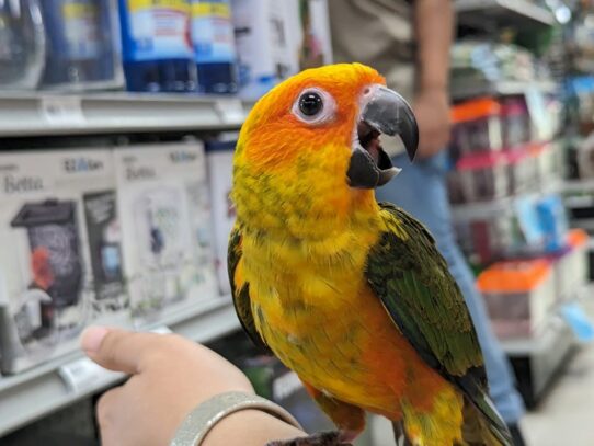 [#Pinocchio] Sun Conure Birds for Sale