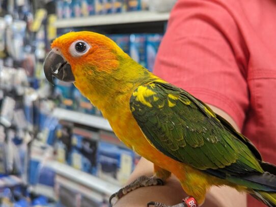 [#Papaya] Sun Conure Birds for Sale