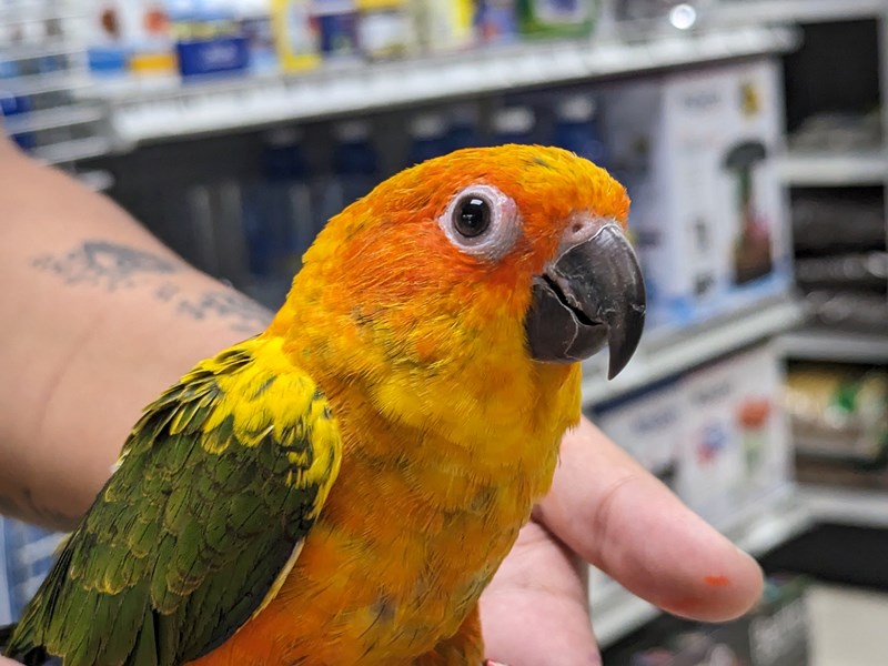 Sun Conure - Peaches n' Cream Image #1