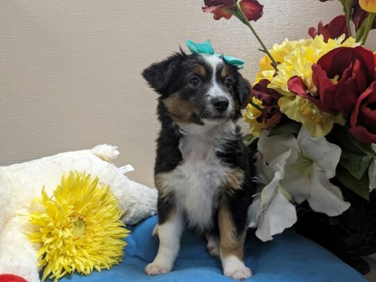 [#6926] blk & tn wh mkgs Female Miniature Australian Shepherd Puppies for Sale