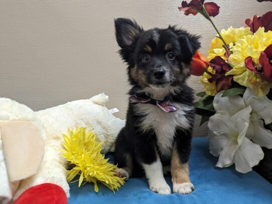 [#6925] blk & tn wh mkgs Male Miniature Australian Shepherd Puppies for Sale