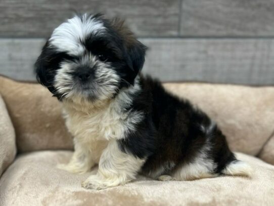 [#9837] Red Brindle & White Male Shih Tzu Puppies for Sale