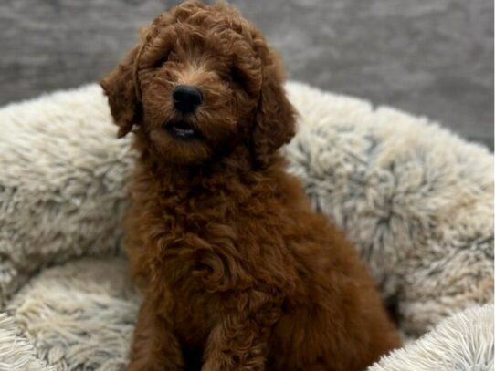 [#9842] Red Male Miniature Goldendoodle Puppies for Sale