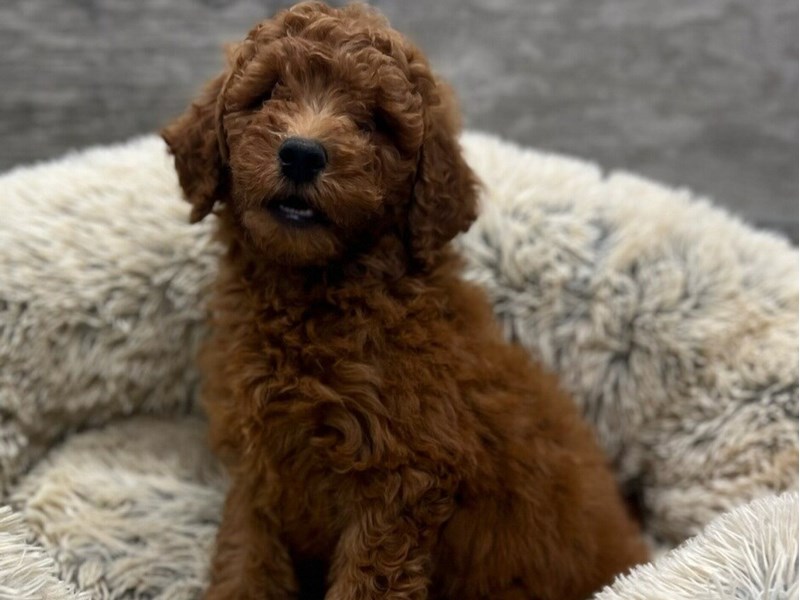 Miniature Goldendoodle - 9842 Image #1