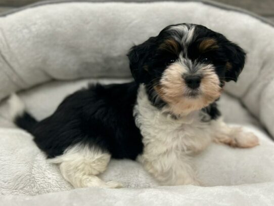 [#9843] Black & White Female Havanese Puppies for Sale