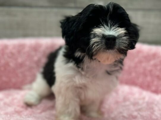 [#9844] Black & White Female Havanese Puppies for Sale